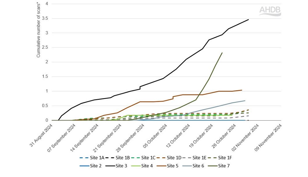 Cabbage stem flea beetle scar count data chart (1 November 2024)